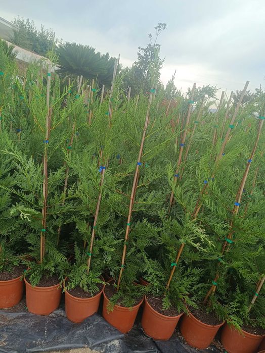 Leyland/ leylandii/ cedro para jardim