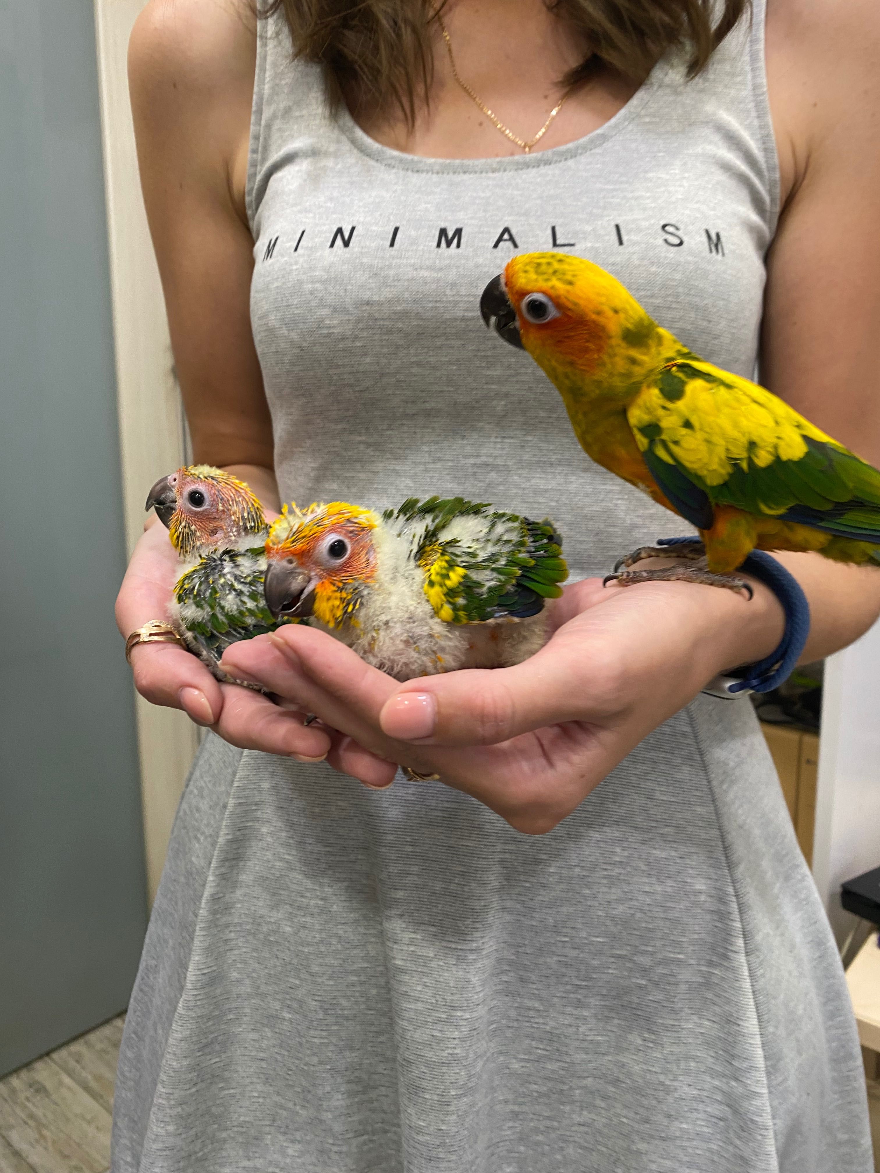 ручний говорящий папугай Аратінга сонячний - пташенята в люблячу сімю