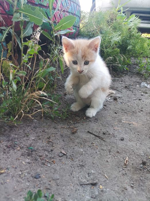 Грайливі кошенята