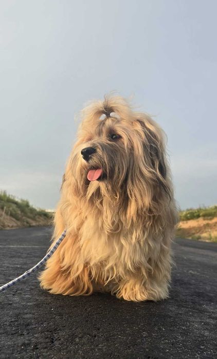 Hawańczyk, piękne umaszczenie chłopak Bigi