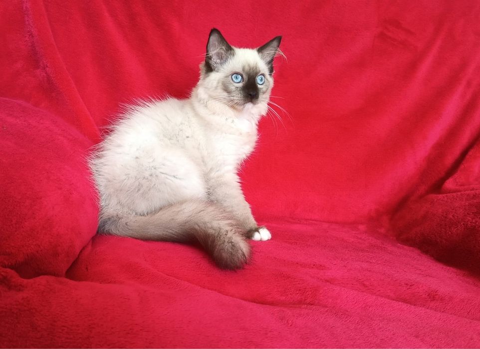Kocurek Ragdoll Warszawa