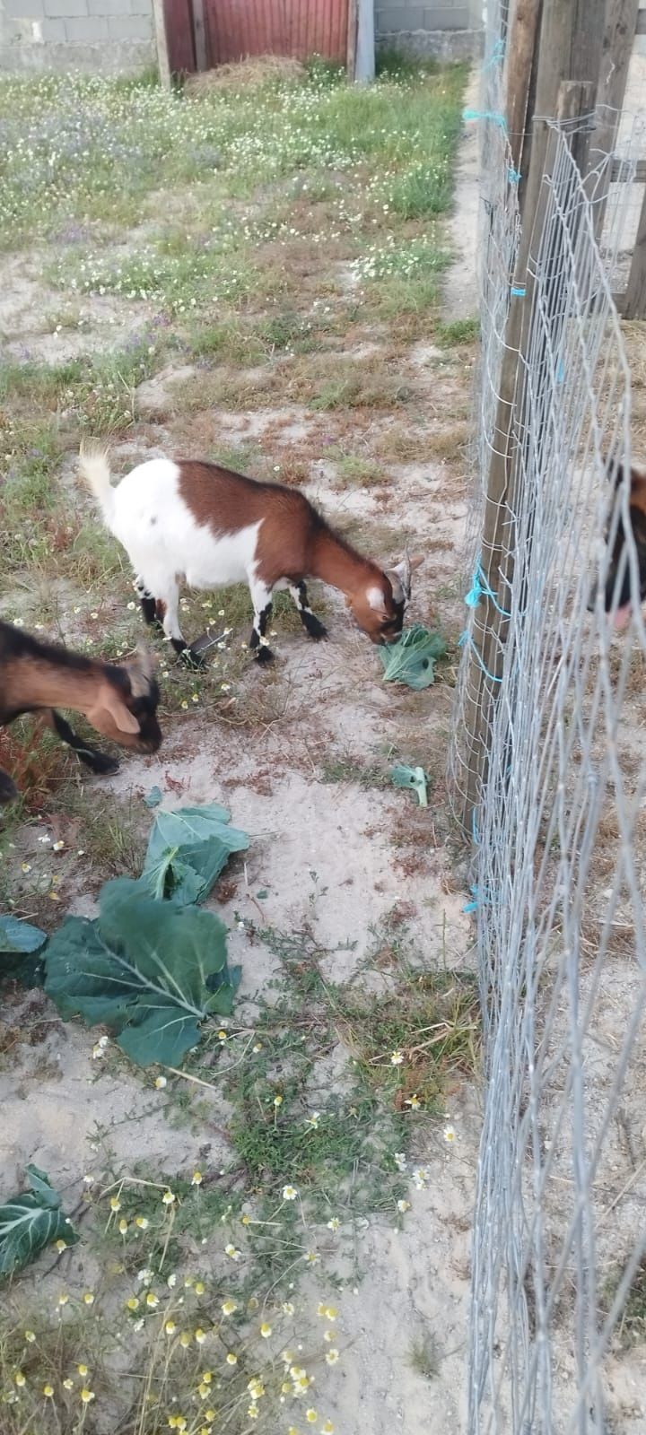 Cabra anã /  micro para venda