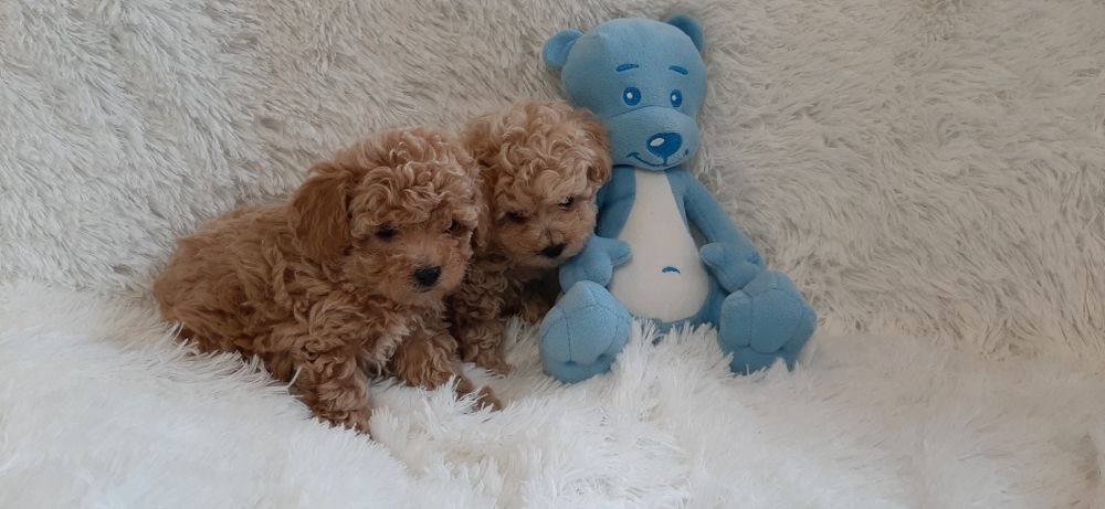 Bichpoo Maltipoo Poochon Pudelek