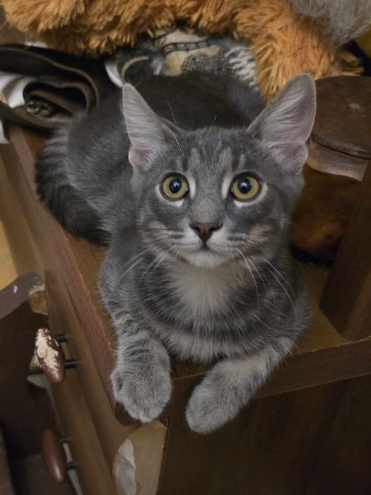 Котенок серый бесплатно