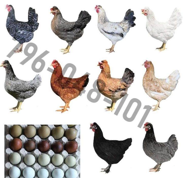 Kury Nioski Kolorowe Rosa Dominant Leghorn Lohman Leghorn