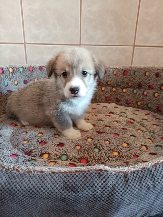 Suczka Welsh Corgi Pembroke