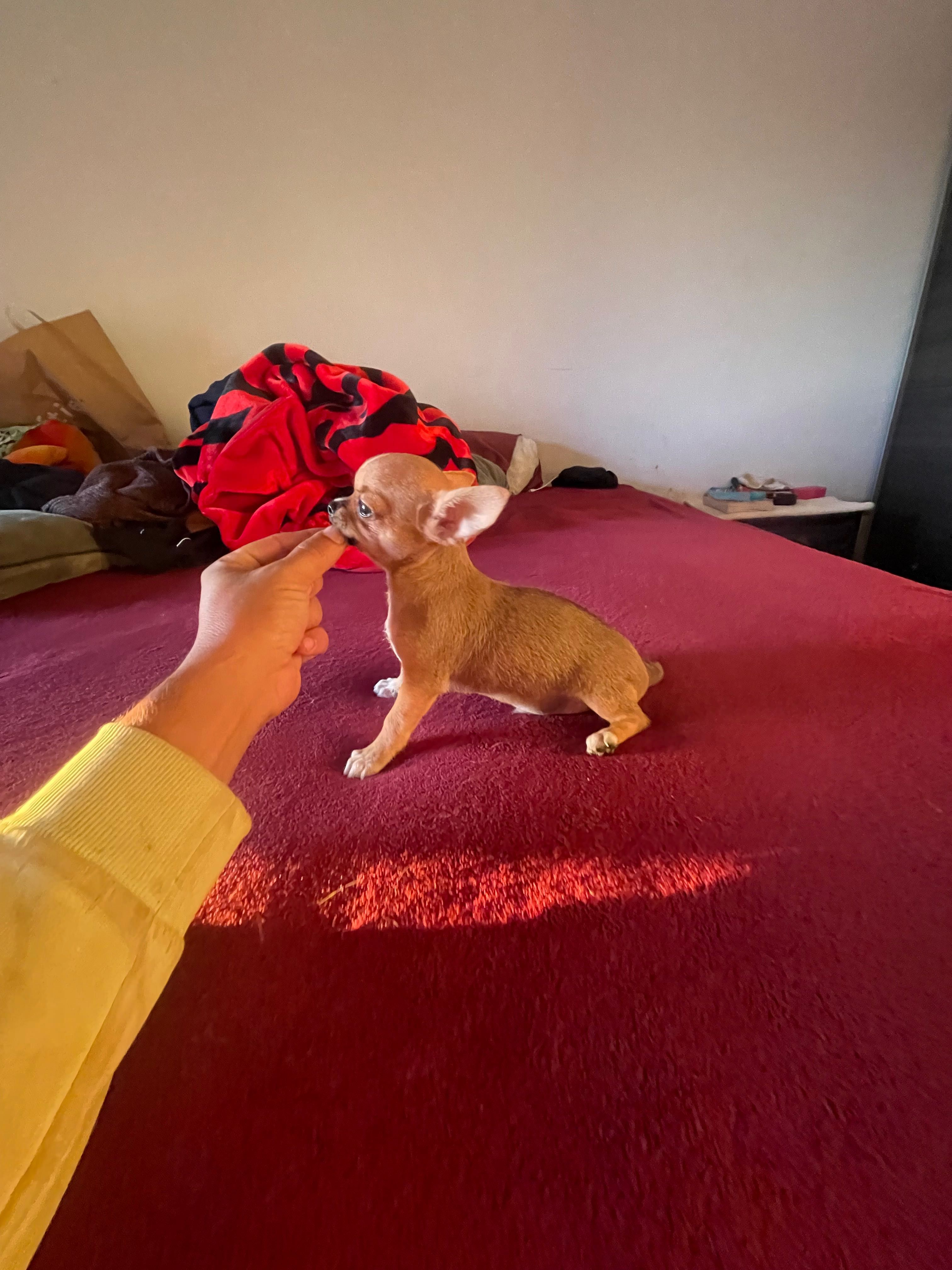 Chihuahua macho pelo curto