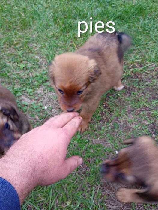 Oddam pieski w dobre ręce