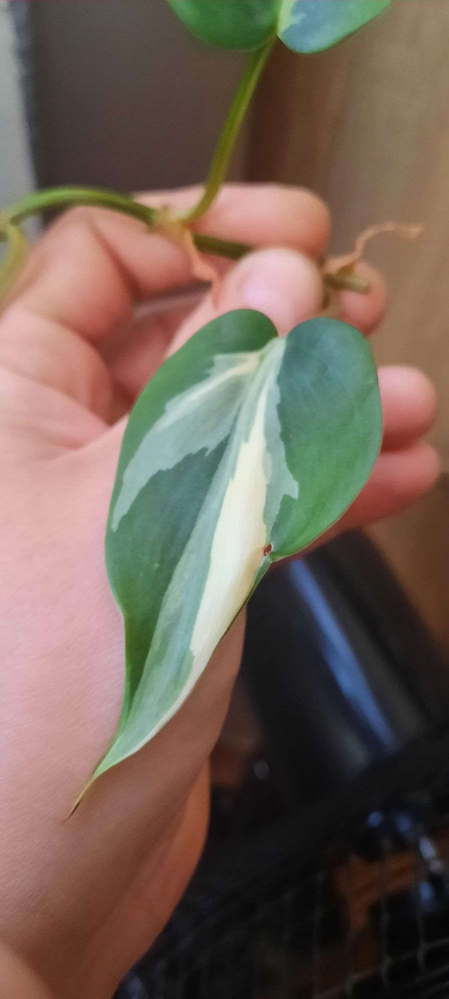 Philodendron różne odmiany