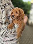 Cockapoo / dziewczynka