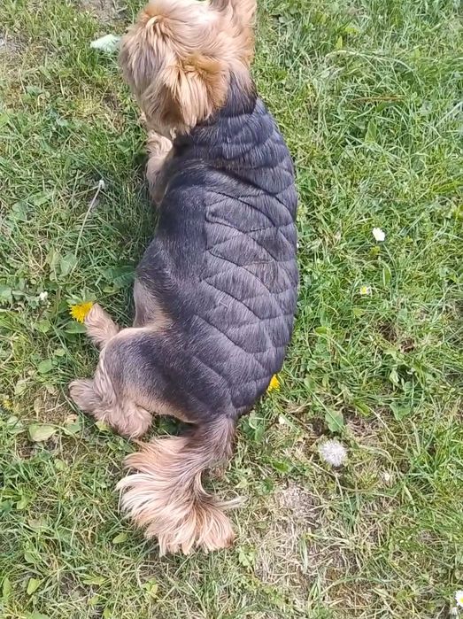 Грумінг, навчання