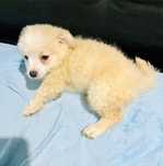 X Caniche bebé porte pequenino