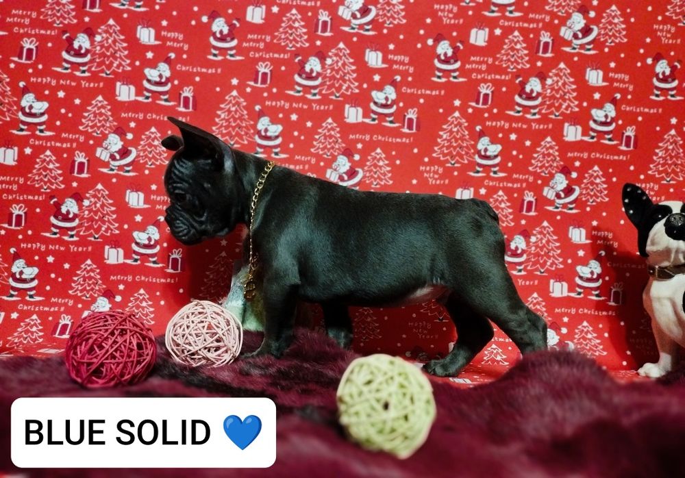 Blue solid,шикарный парень. Доставка по Украине и Европе.