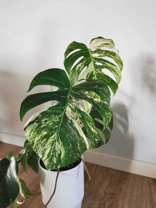 Monstera variegata - 10 liści