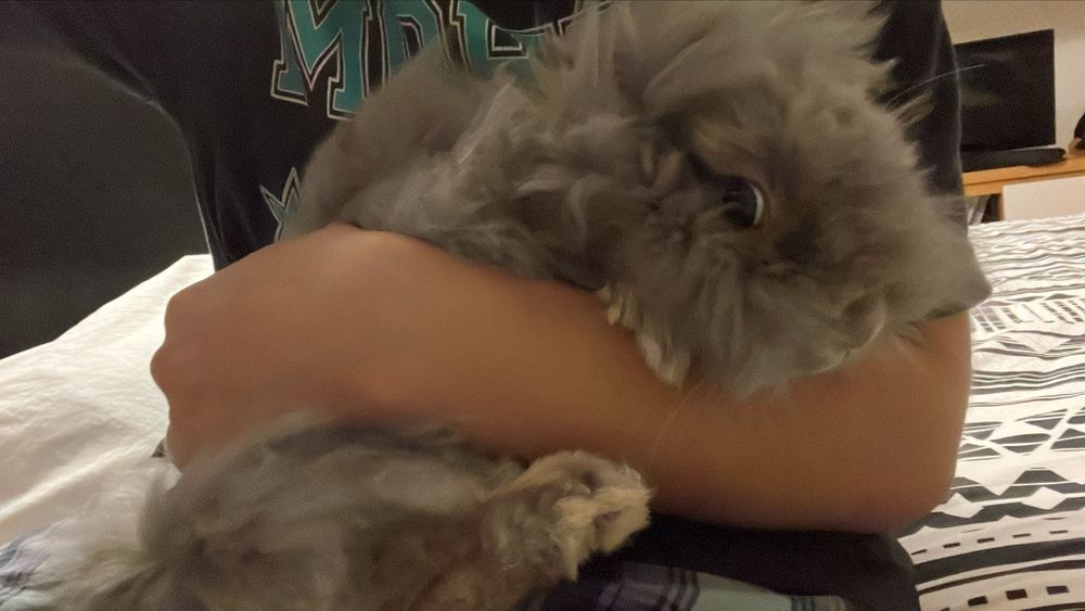 Coelhinhas Angorá e cabeça de Lião com a casinha