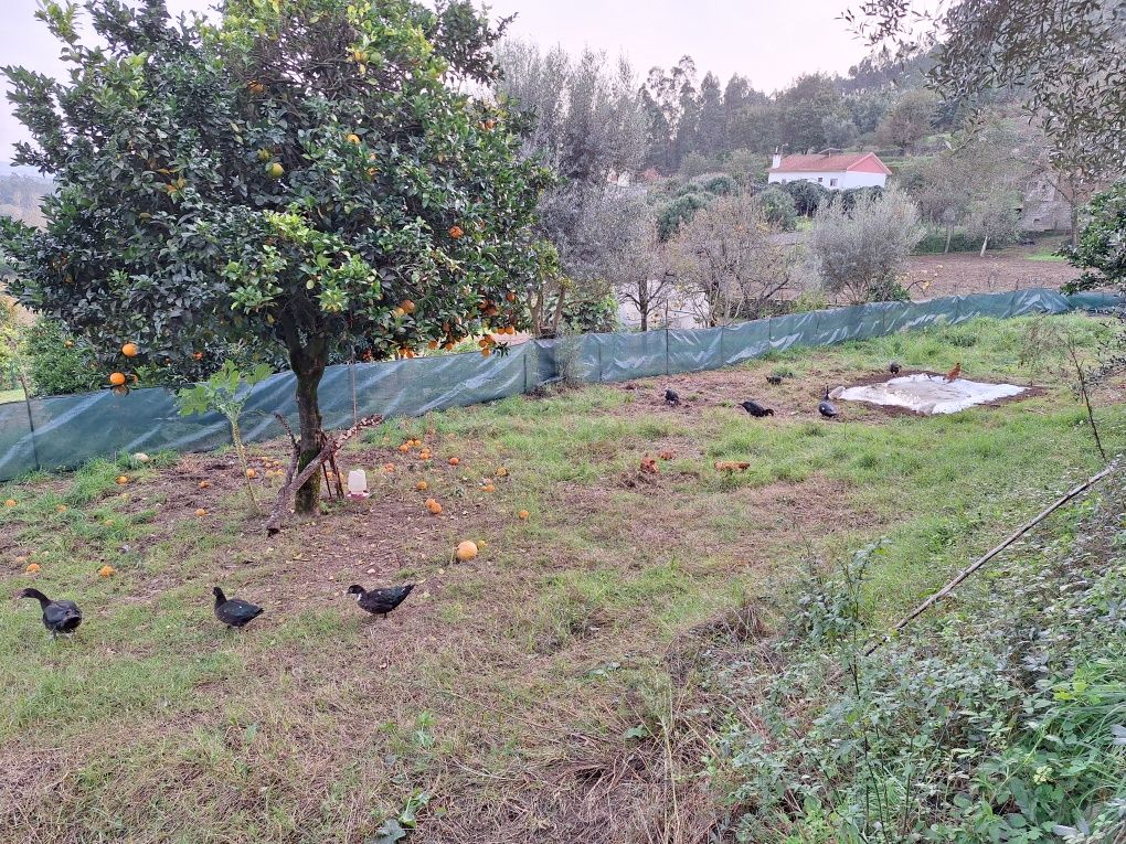 Patos mudos novos