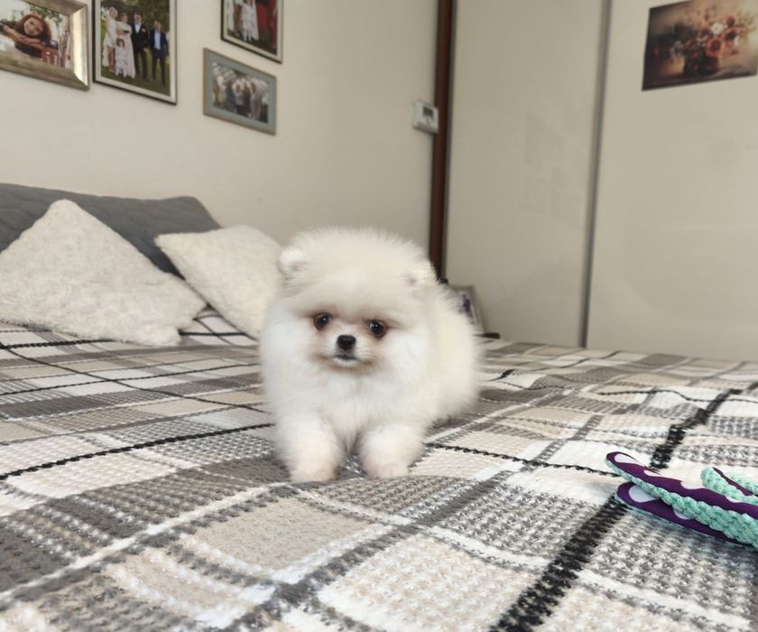 Szpic miniaturowy pomeranian