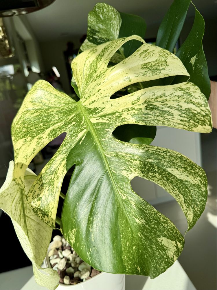 Monstera  Mint szczyt 3 liscie