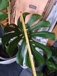 Monstera big form alokazja macrohiza portodora