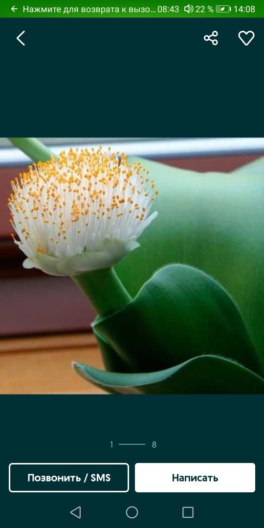 Гемантус белоцветковый взрослое ростение