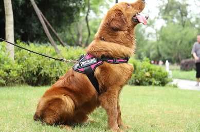 Arnês Nylon Personalizado Cães Conforto/Estilo para o seu Melhor Amigo