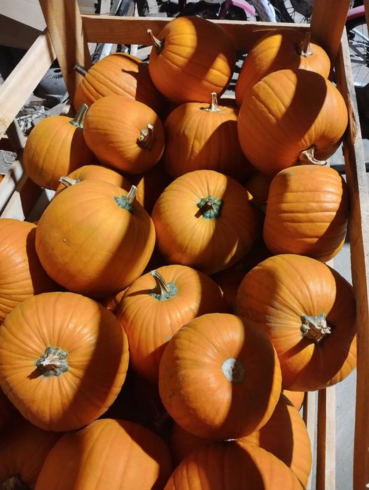 Sprzedam dynie halloween