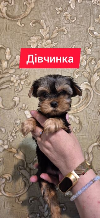 Цуценята йоркширського терьера Йорк