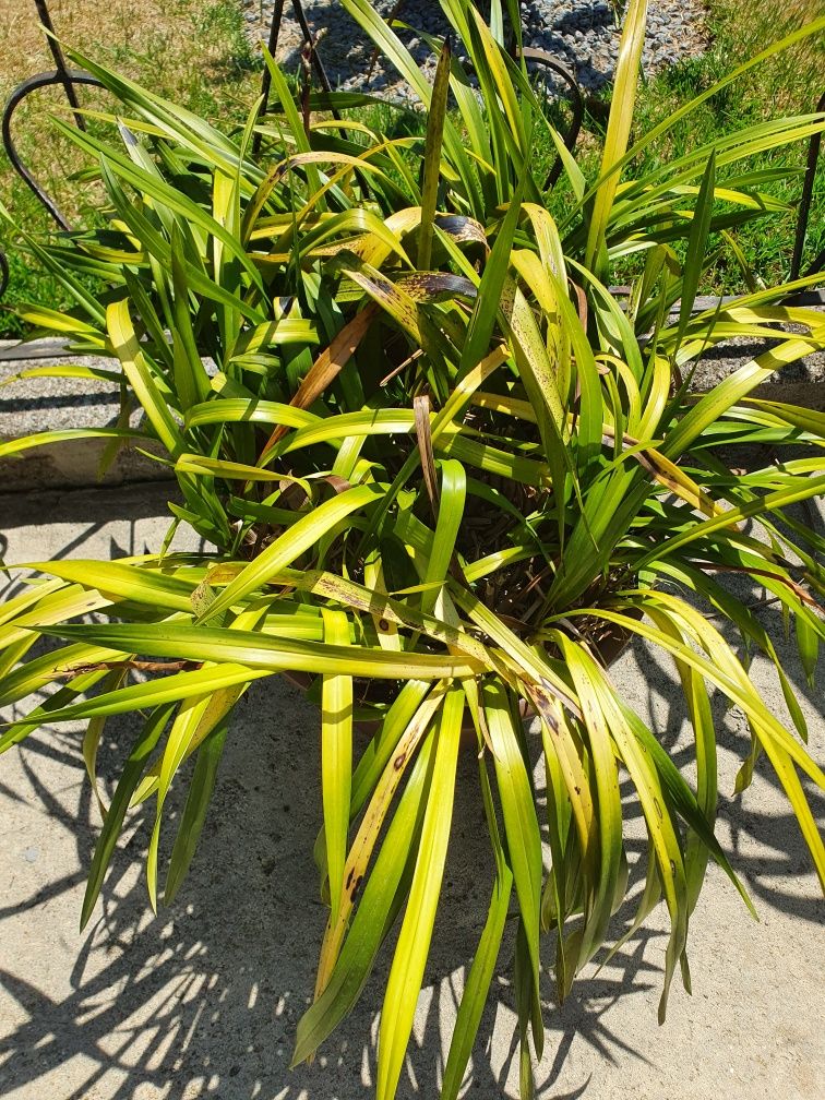 Vaso de Orquídeas