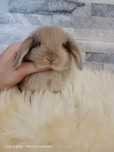 Mini lop, królik miniaturka, króliczek baranek, karzełek