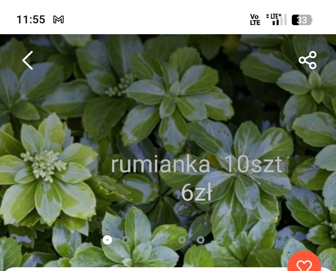 Trawa śniadek żurawka sadzonki