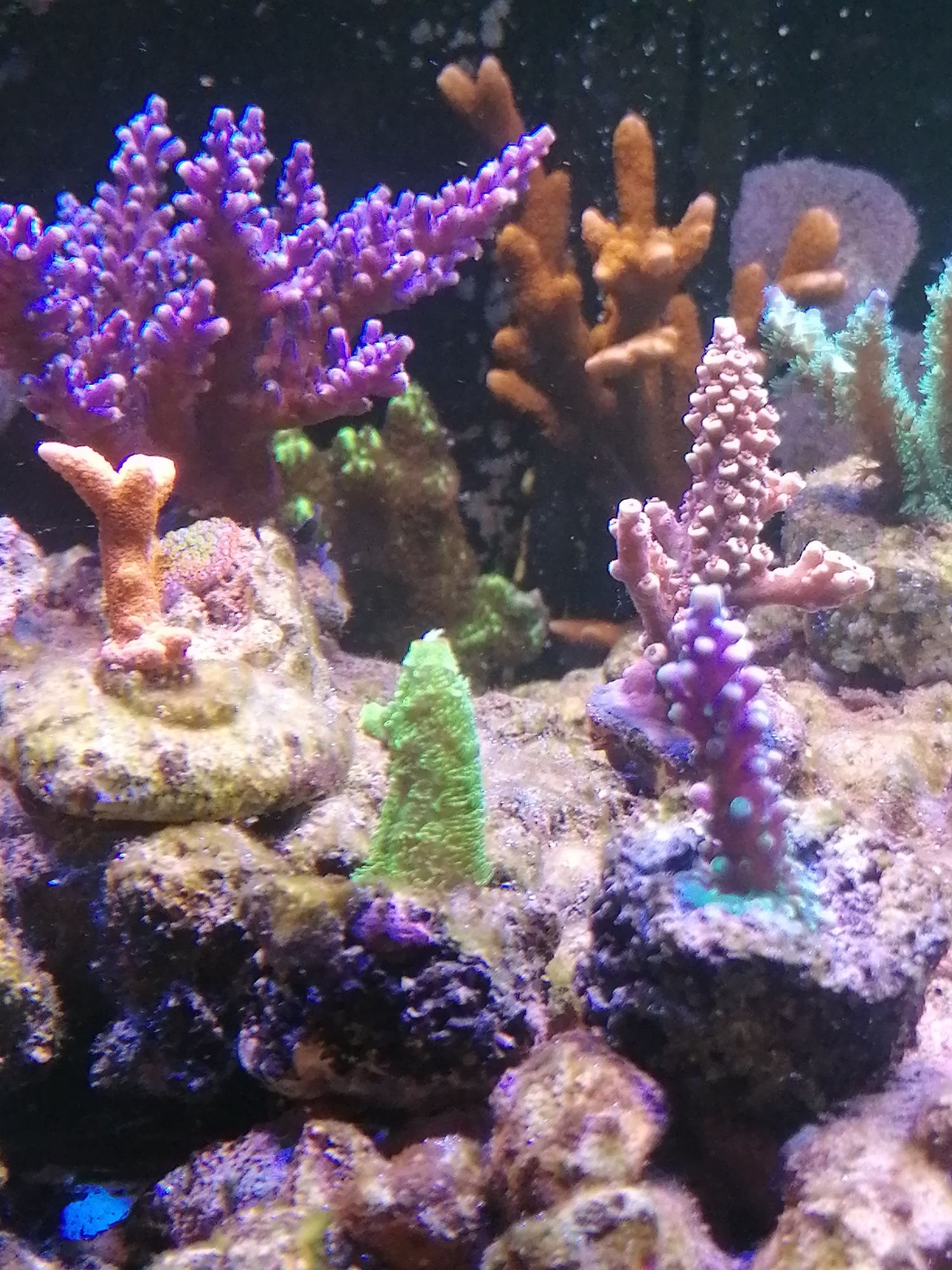 Acropora valida koralowce sps szczepki akwarium morskie