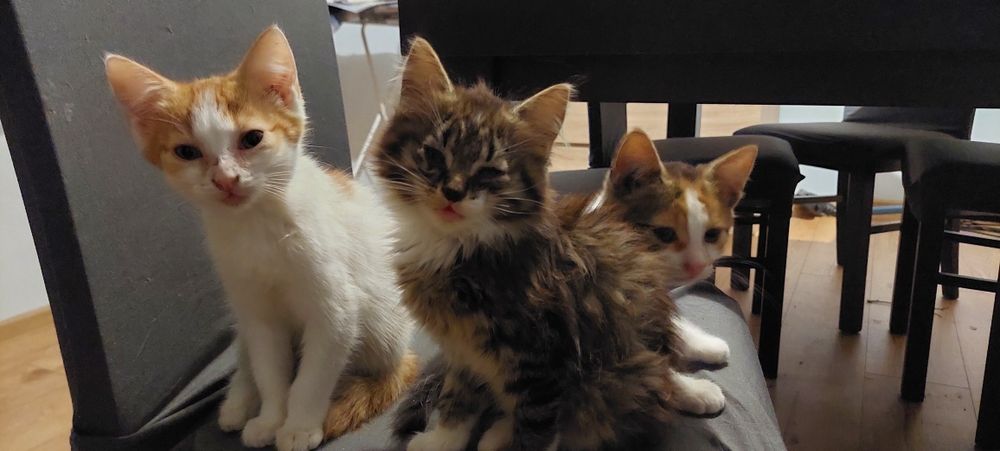 Oddam w dobre ręce 3 kotki!