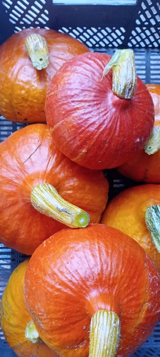 Dynia hokkaido 20 kg bez nawozów z własnej działki