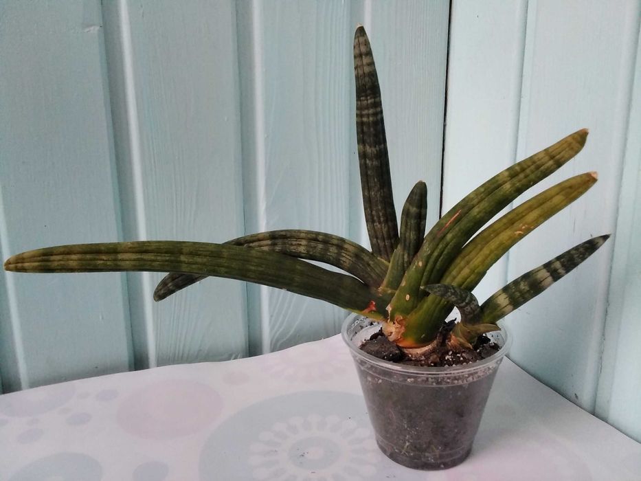 Сансевиерия Муншайн Голден флейм Лауренти Бонселенсис Самурай