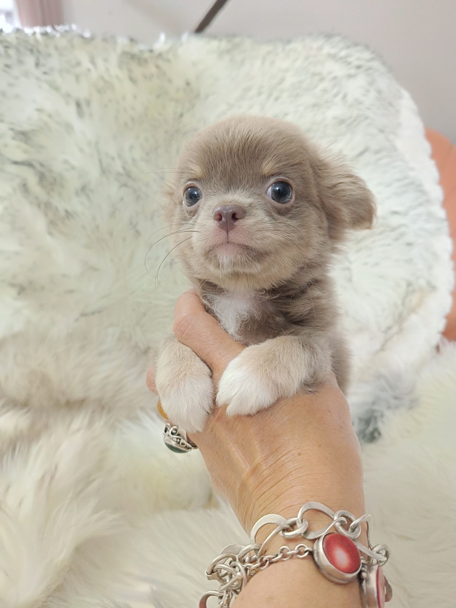*** Gotowy Do Odbioru *** Śliczny Liliowy Chłopczyk Chihuahua ***