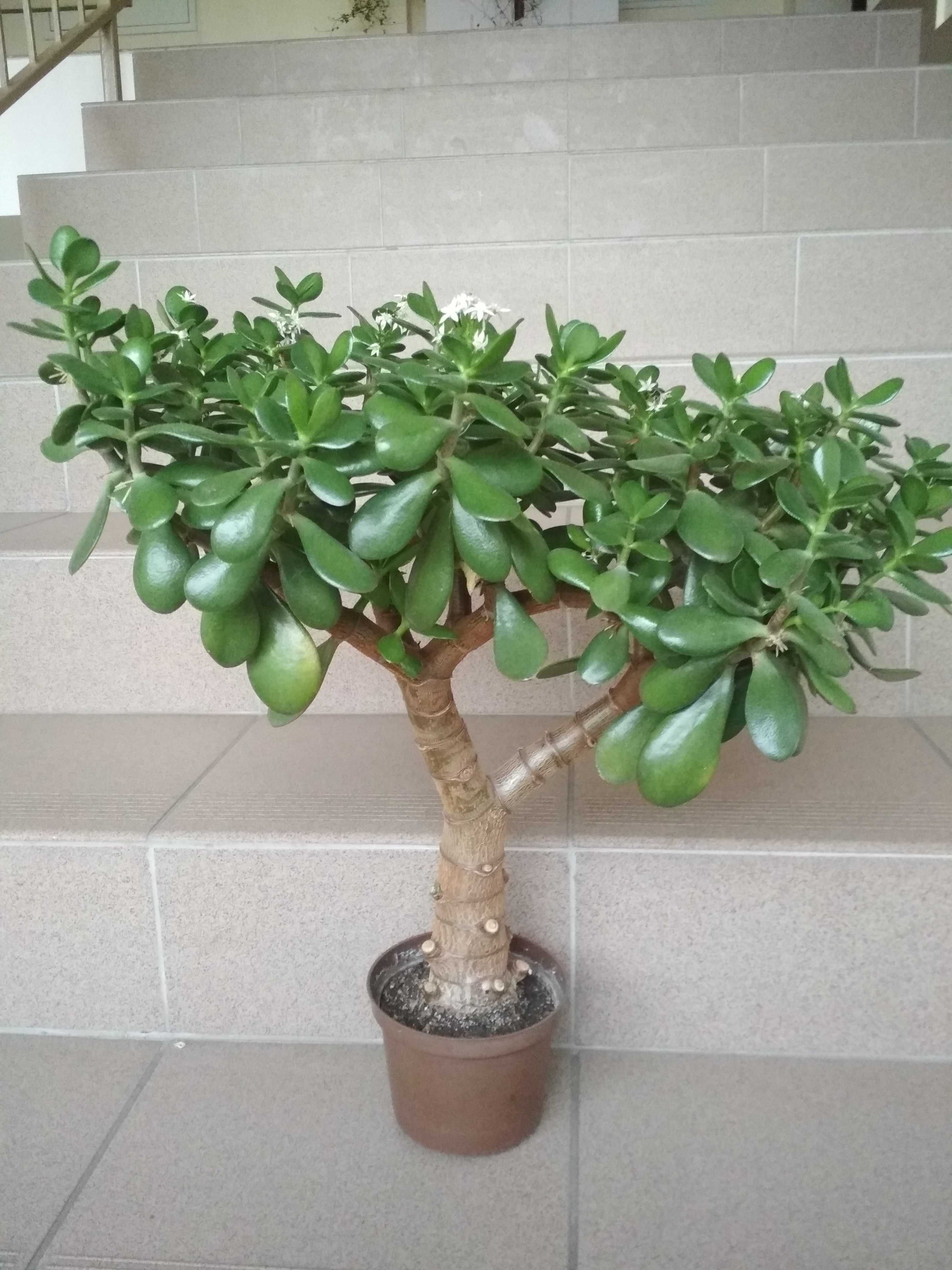 Grubosz bonsai drzewko duża roślina