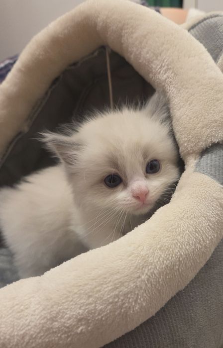 Kocięta Ragdoll rezerwacja