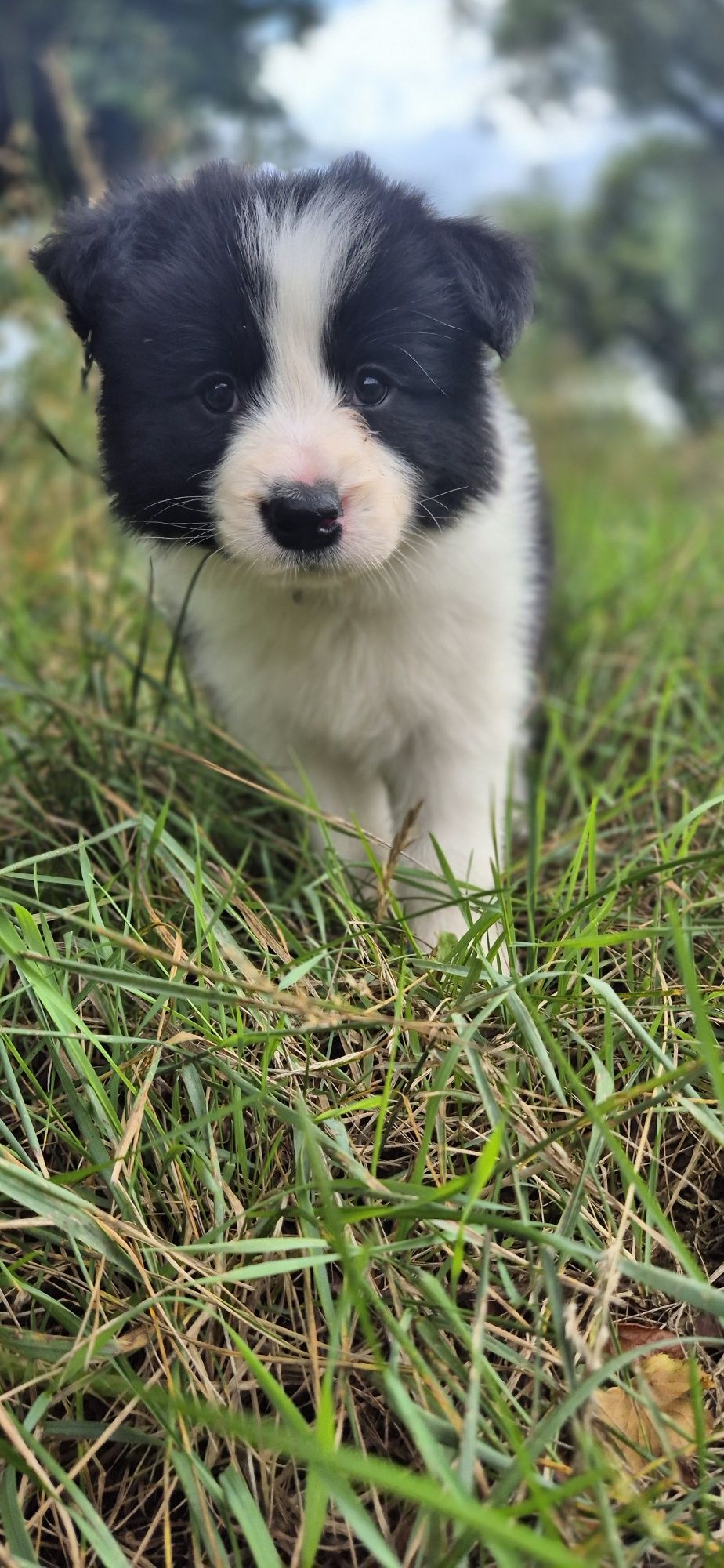 Sunia border collie
