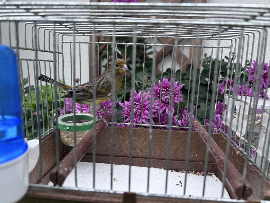 Vendo canário macho deste ano