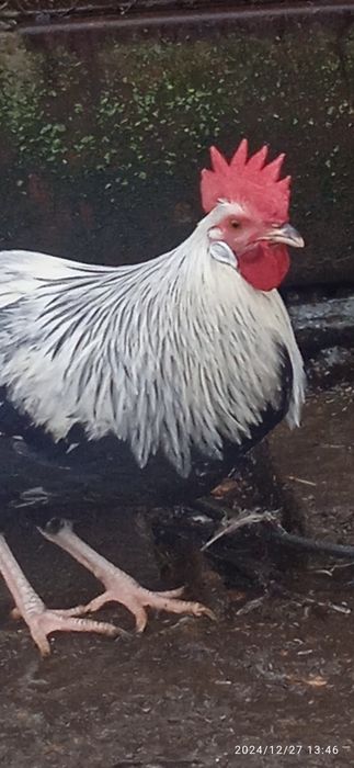 Італійський легорн срібний.Півень.