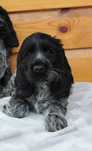 Piesek Cocker Spaniel Angielski BLUE ROAN