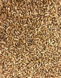 Пшениця Пшеницю продам 2023