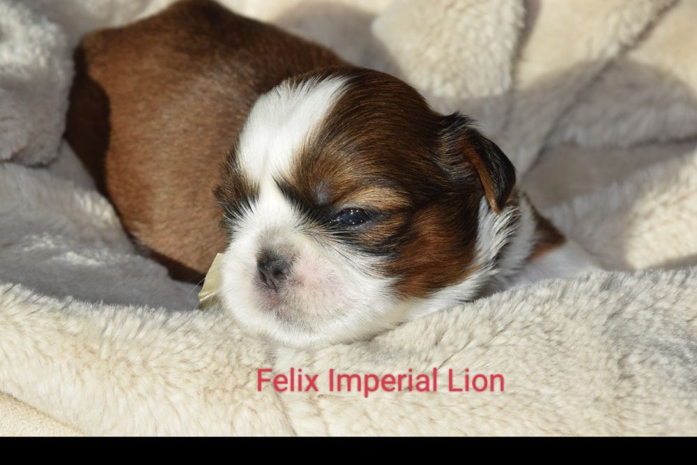 Felix Shih Tzu pies szczeniak rodowód śliczny UBEZPIECZENIE