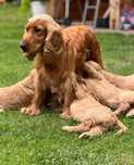 Szczeniaki cocker spaniel za darmo