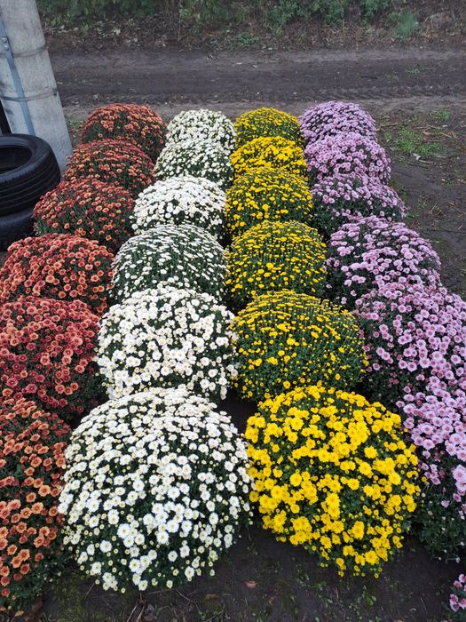 Chryzantemy drobnokwiatowe