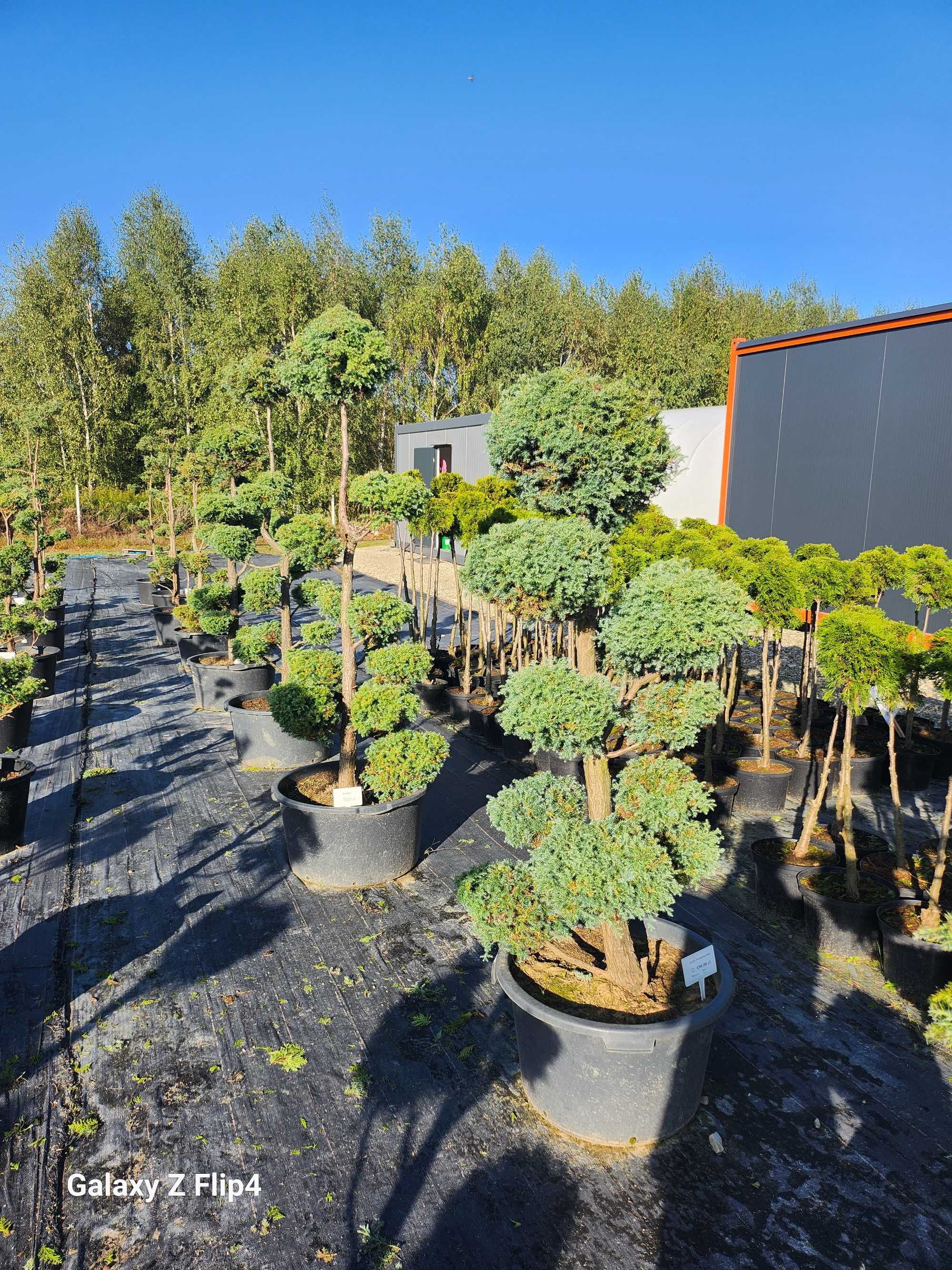 Bonsai drzewo formowane , cyprys