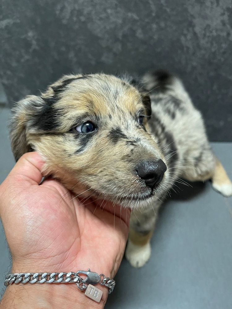 Border Collie Femea olhos zuis