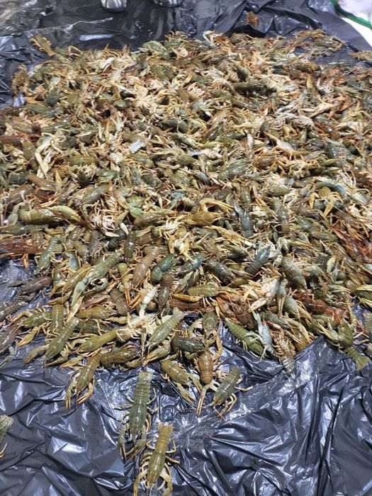 Елітні 100+ г живі раки. Раки різного розміру з доставкою