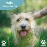 Adoptuj uroczą sunię Nalę!