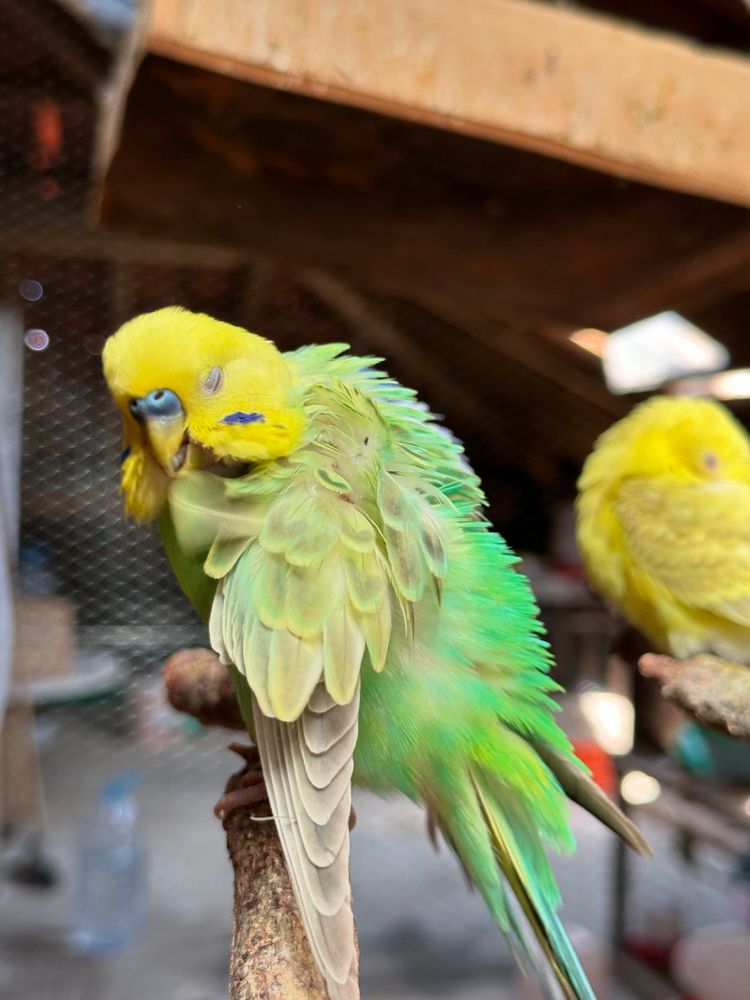 Periquitos australianos